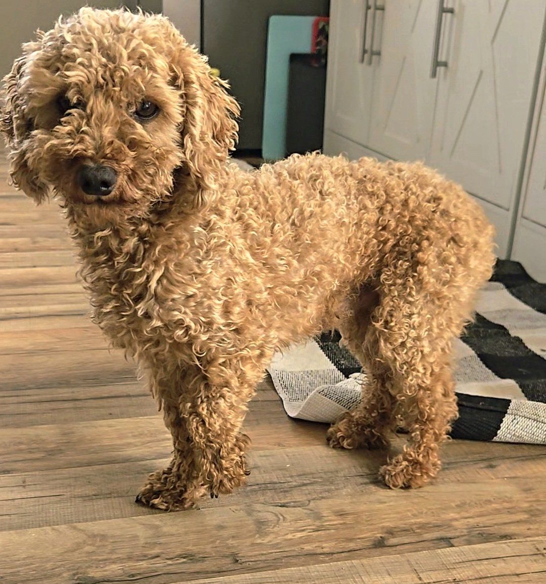 Toy Poodle Stud 5 lbs