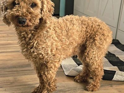 Toy Poodle Stud 5 lbs