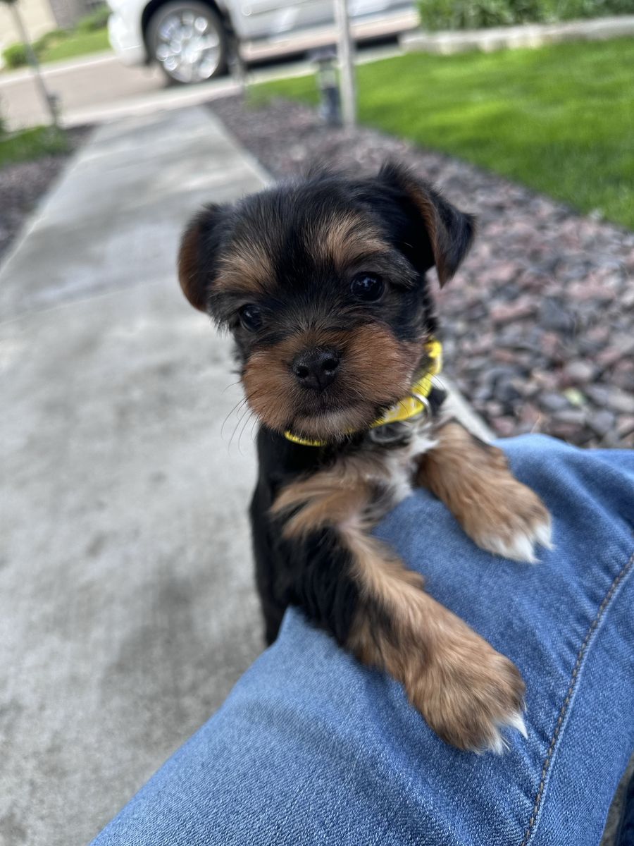 Two female Yorkie puppies