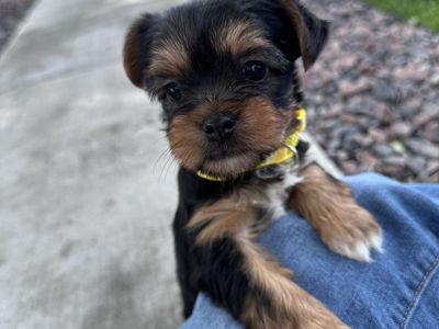 Two female Yorkie puppies