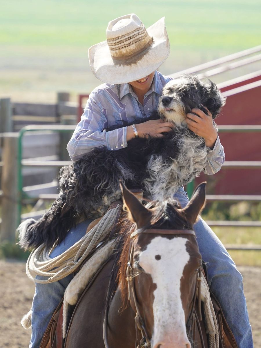 Idaho Shag X Border Collie Puppies