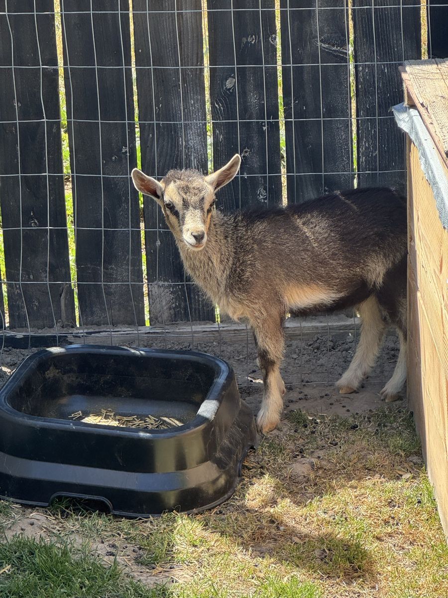 Nigerian dwarf goat doe