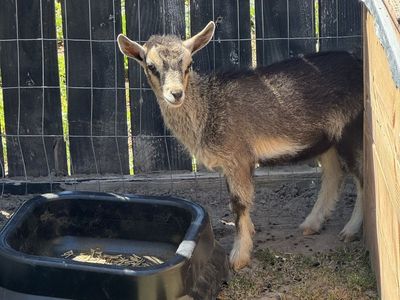 Nigerian dwarf goat doe