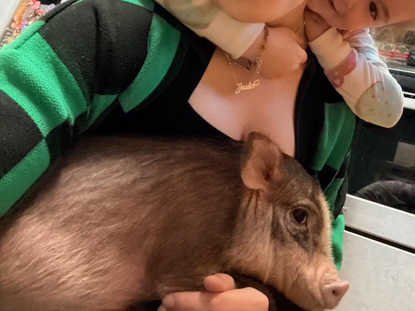 34 week old female micro / mini pig with accessories $450 OBO