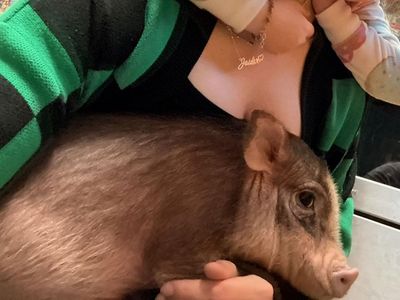 34 week old female micro / mini pig with accessories $450 OBO
