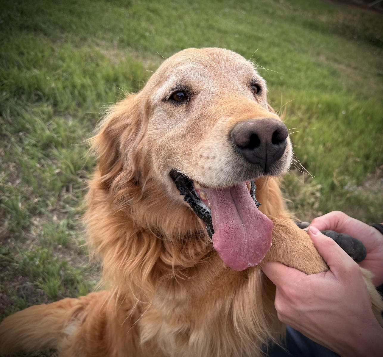 Purebred golden retriever