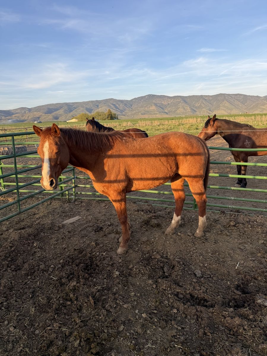 10 yo ranch/ rope gelding