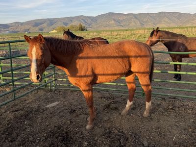10 yo ranch/ rope gelding