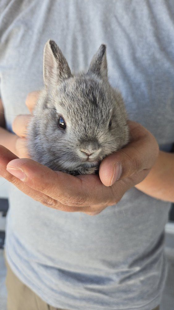 Netherland Dwarf Bunnies
