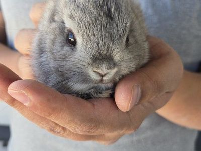 Netherland Dwarf Bunnies
