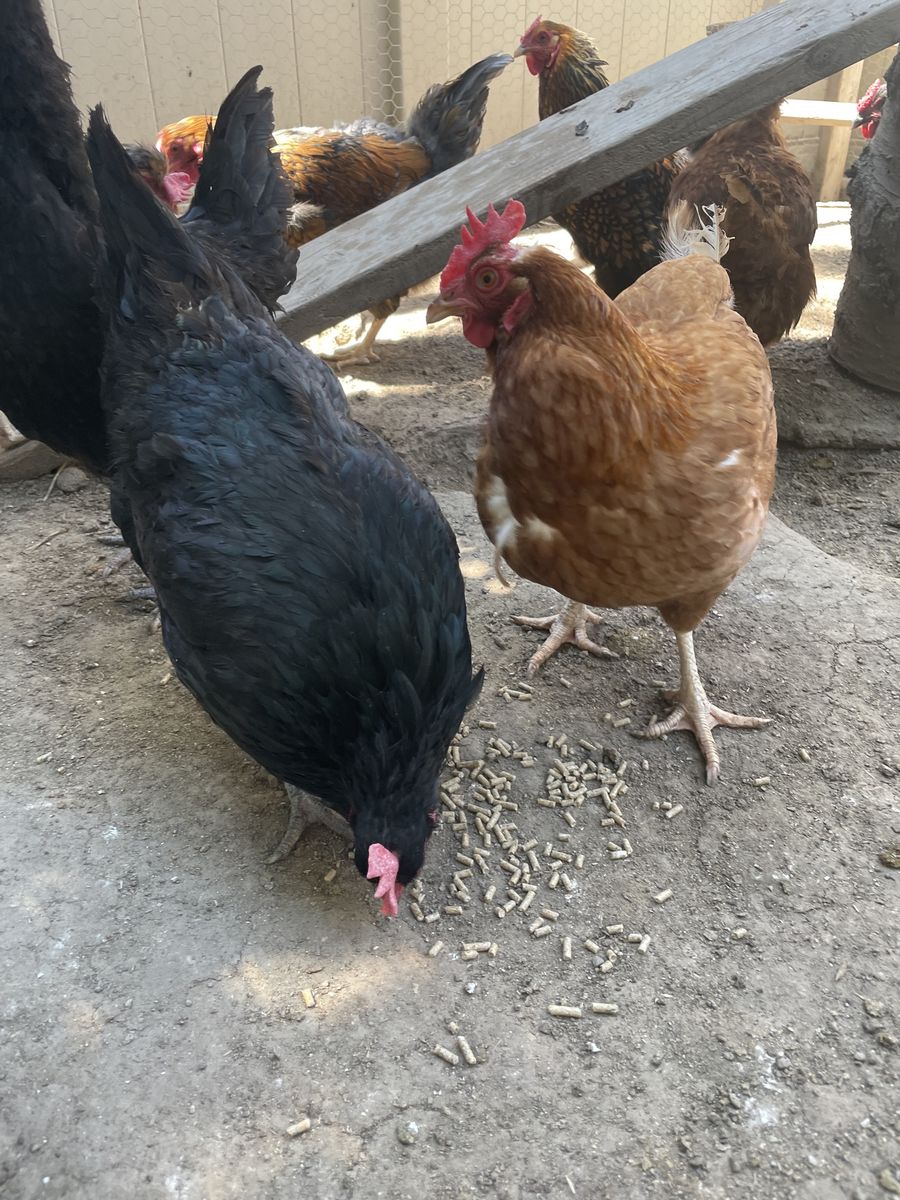 Egg laying Chickens