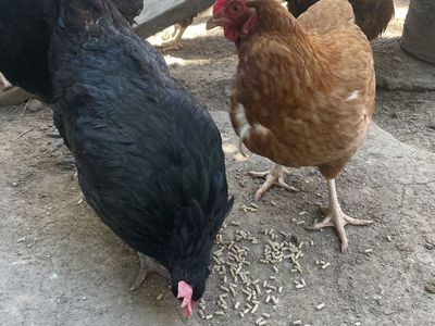 Egg laying Chickens