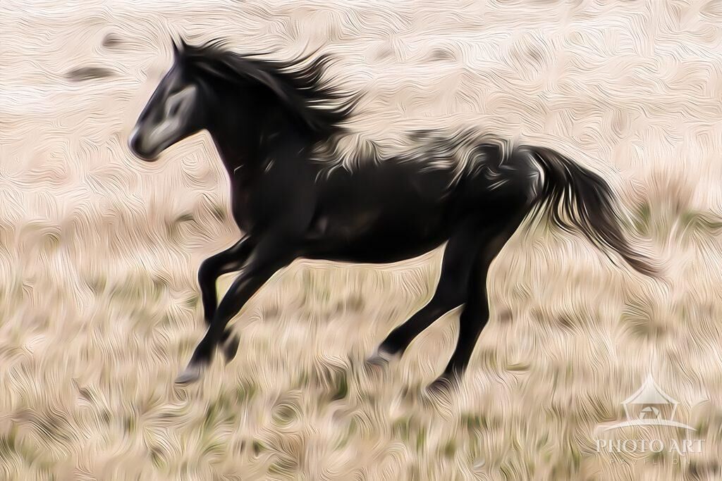 Spirit Of The Onaqui - Wild Horses Of Utah