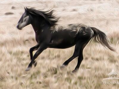 Spirit Of The Onaqui - Wild Horses Of Utah