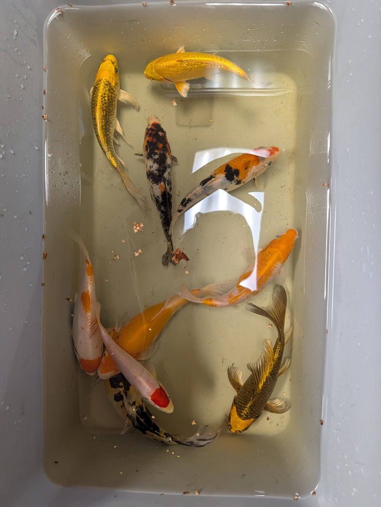 Assorted premium standard and butterfly koi