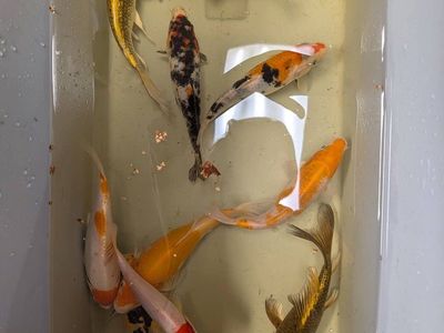 Assorted premium standard and butterfly koi