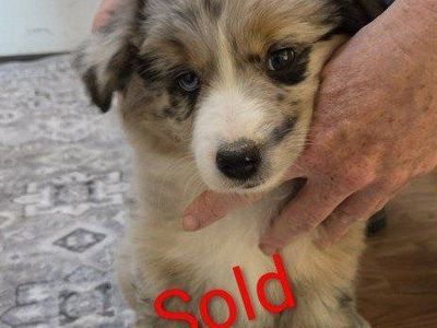 Mini Aussie