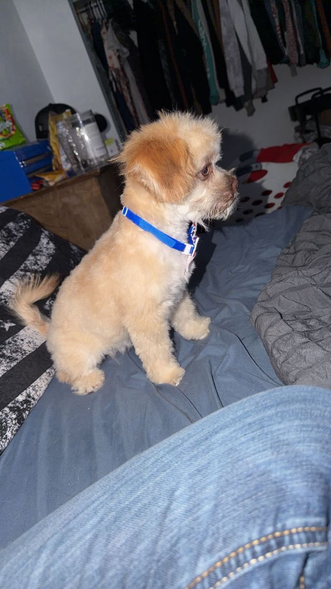 Poodle Shih Tzu Puppy 