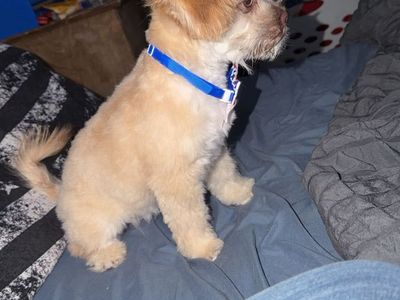 Poodle Shih Tzu Puppy