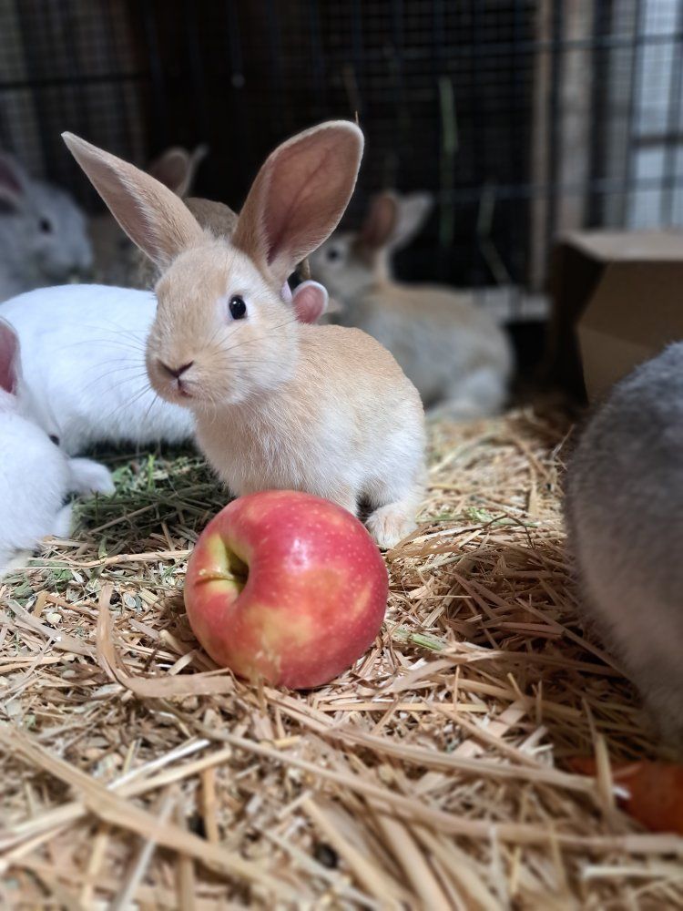 1/2 Lop and 1/2 Giant Flemish
