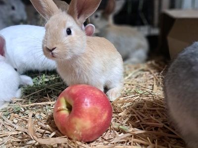 1/2 Lop and 1/2 Giant Flemish