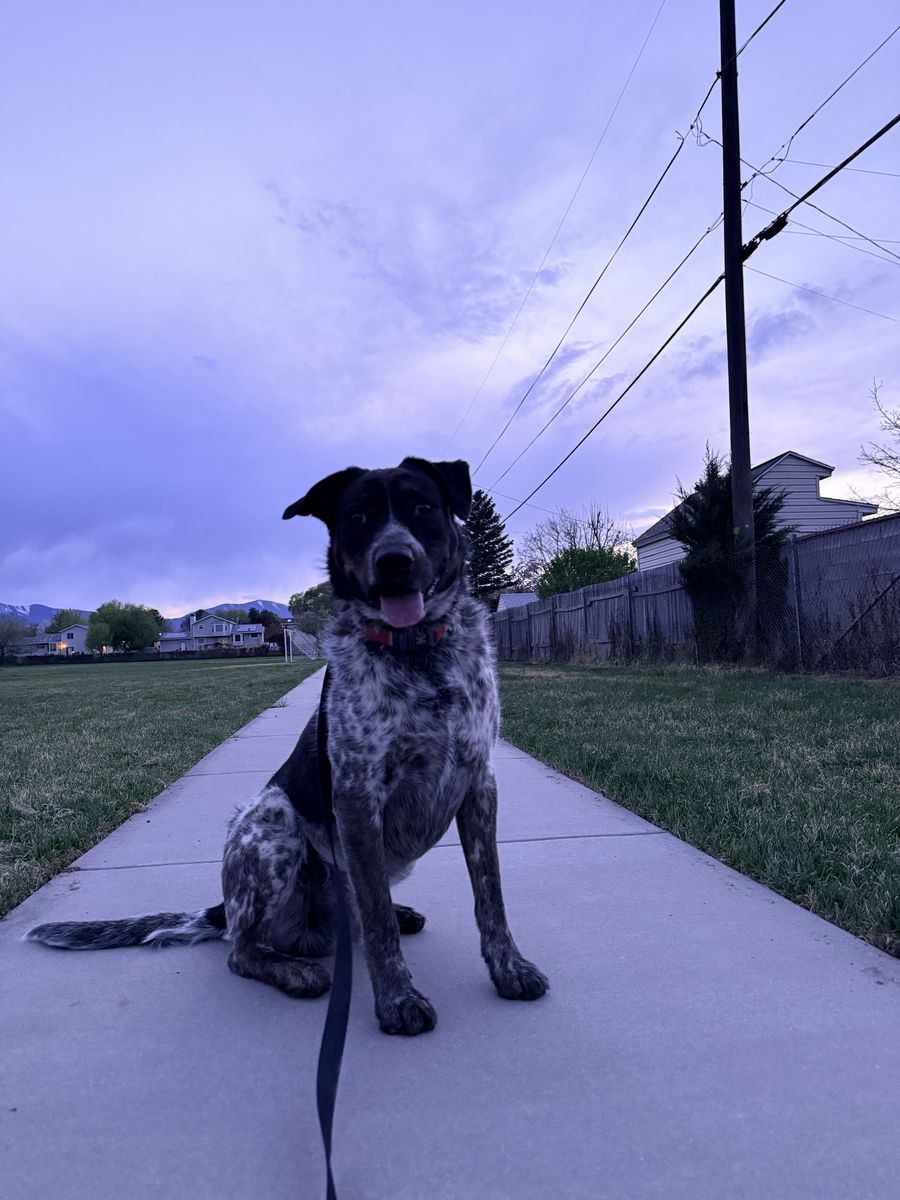 2 year old Male Pointer/Blue Heeler