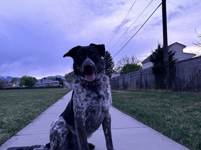 2 year old Male Pointer/Blue Heeler