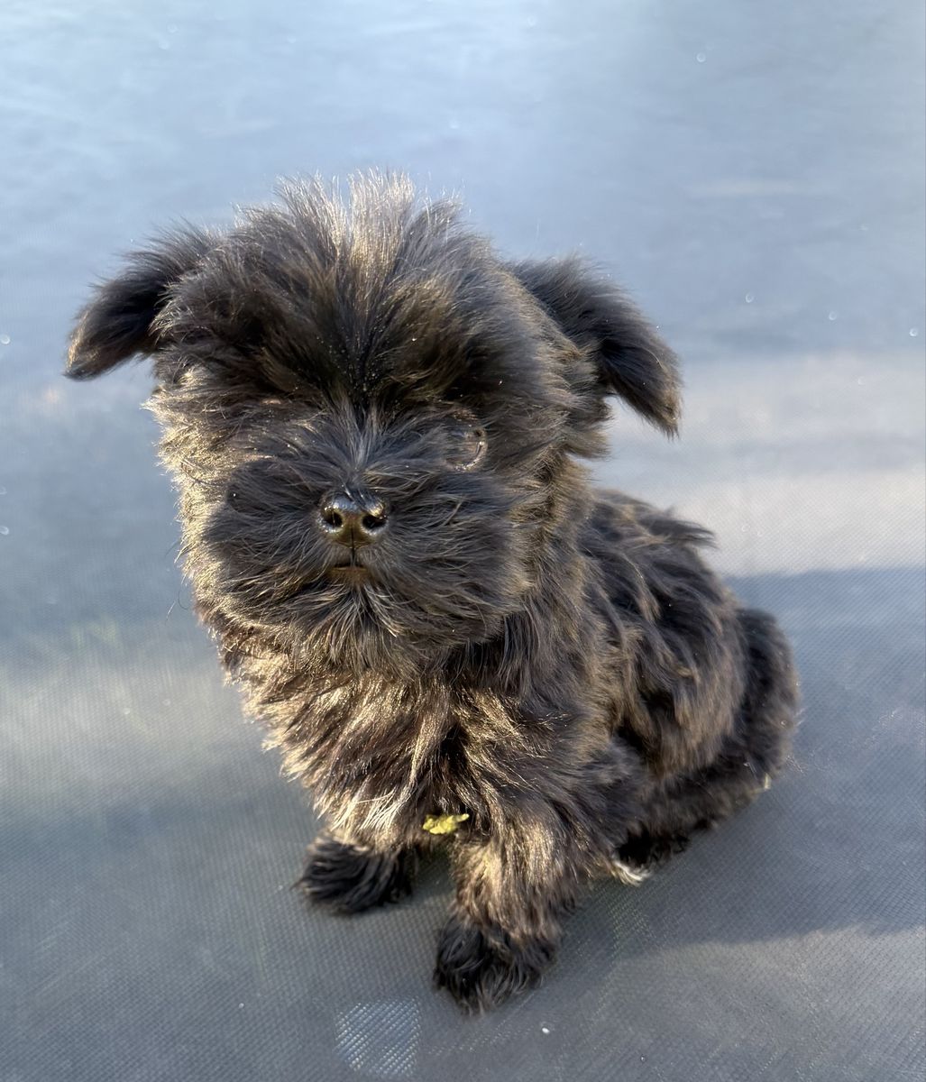 Adorable little Shmorkie girl puppy. Yorkie