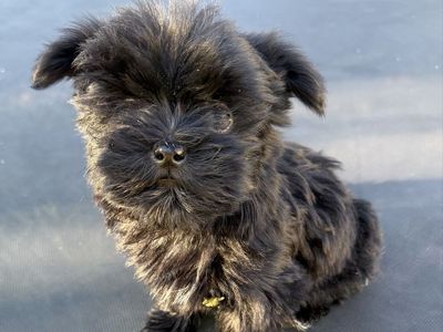 Adorable little Shmorkie girl puppy. Yorkie