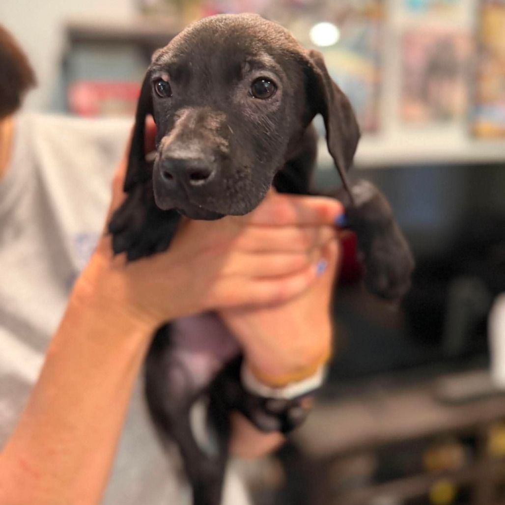 Hello my name is Dewey