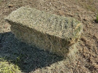 Cattle Hay Big Full Bales Grass/Alfalfa
