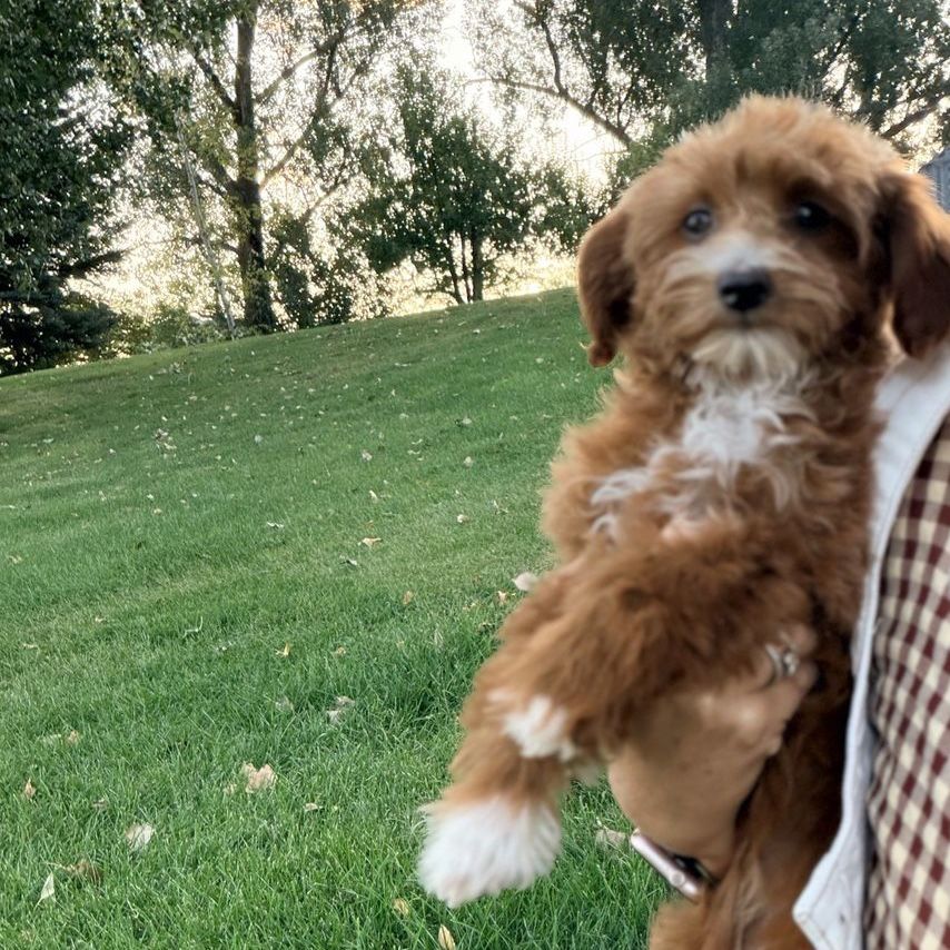 Tea cup Goldendoodles