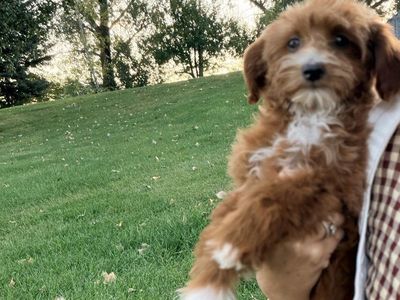 Tea cup Goldendoodles
