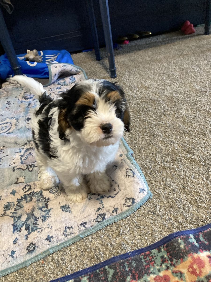 Minature Male Cavapoo puppy