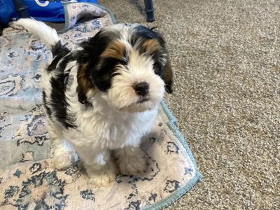 Minature Male Cavapoo puppy