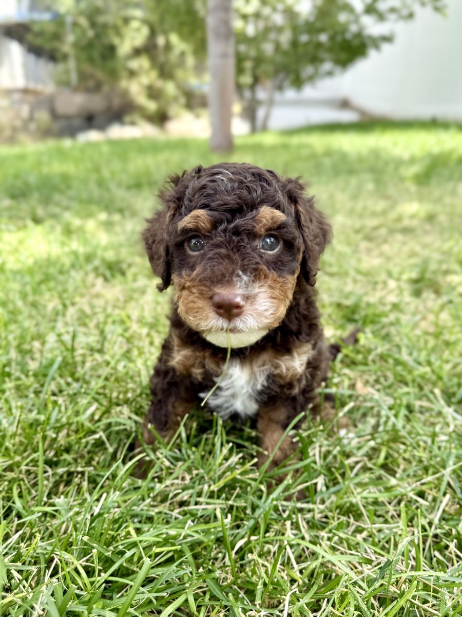 Multigenerational Mini Bernedoodle Puppies, Take Home July 31