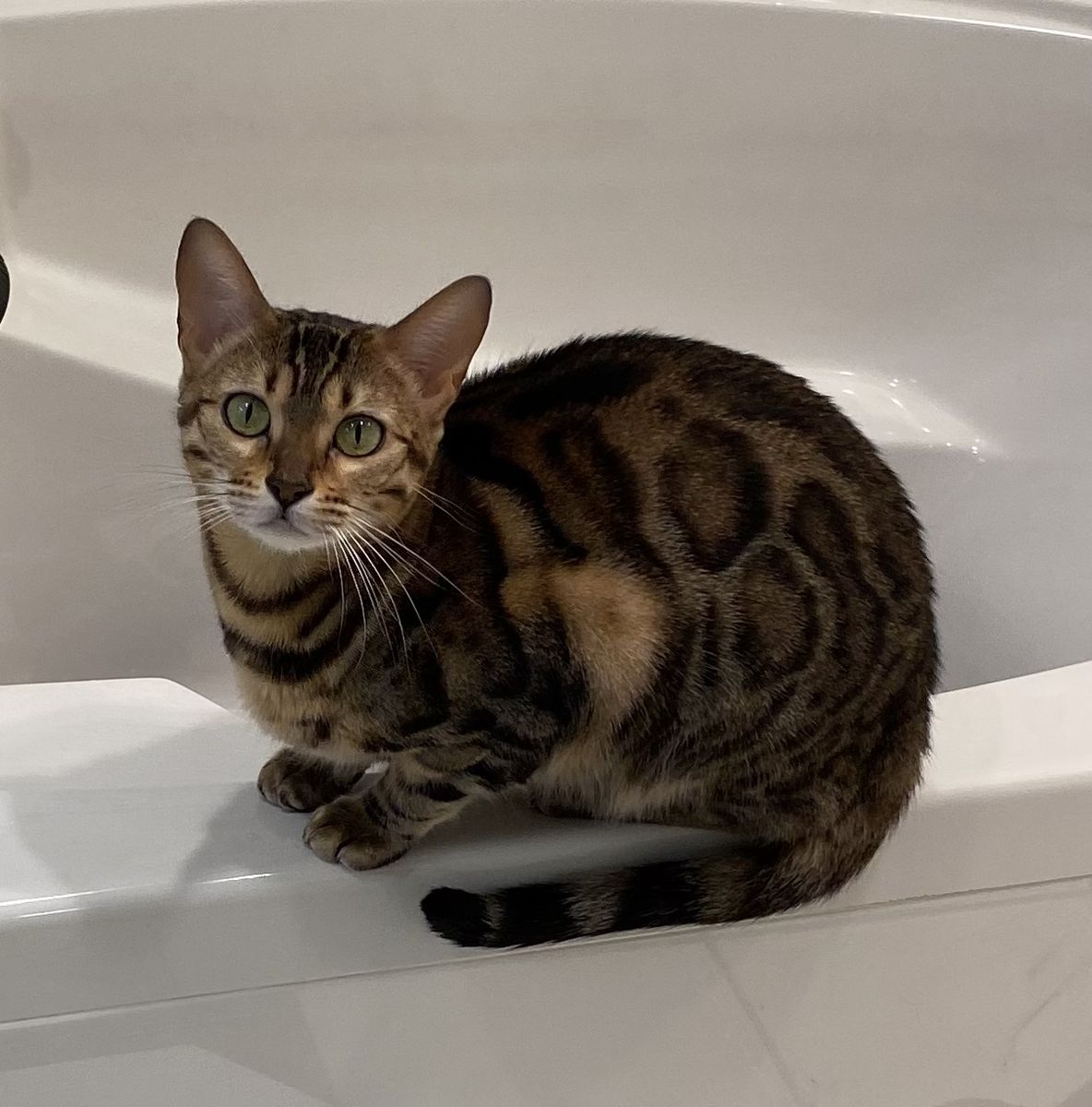 TICA registered Adult Female Bengal