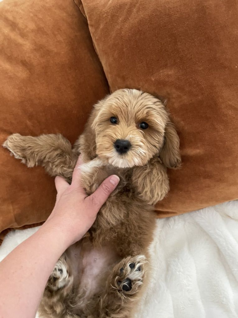 Ready Now, Reduced Price Goldendoodle Boy