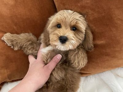 Ready Now, Reduced Price Goldendoodle Boy