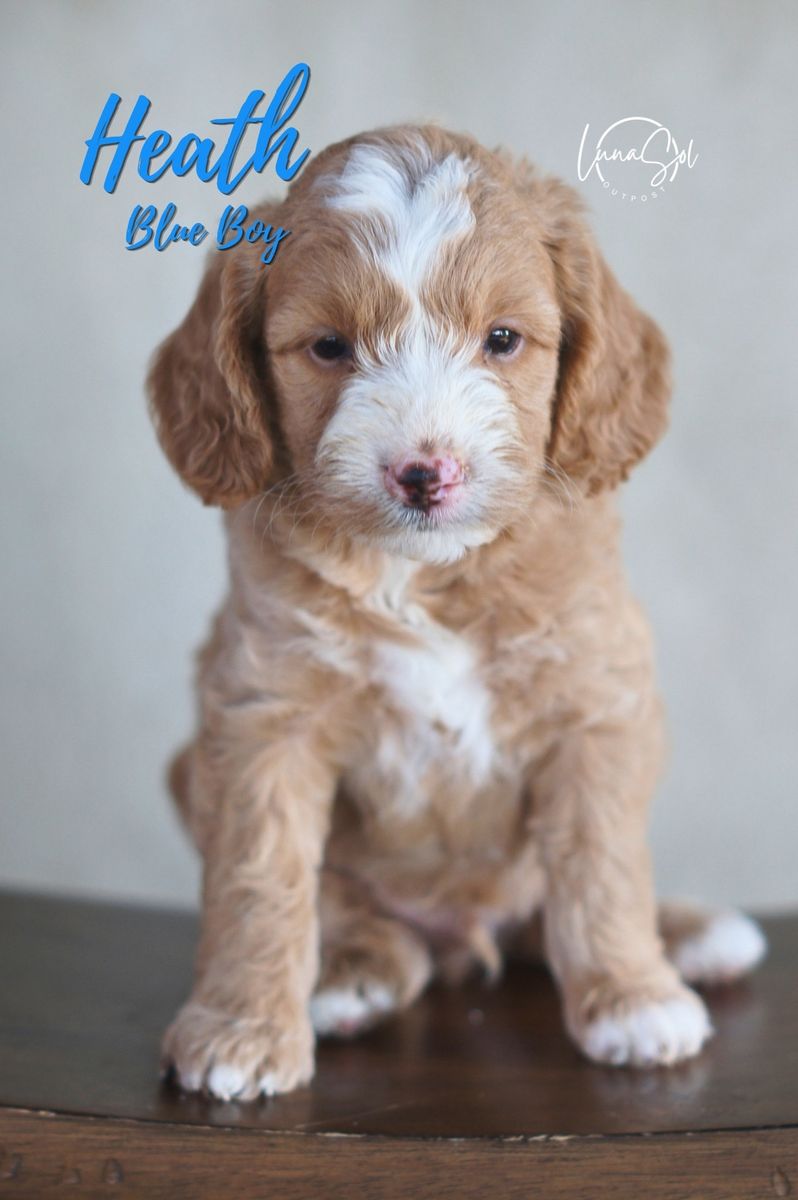 Mini GoldenDoodle F1b (Reduced)