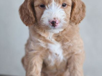 Mini GoldenDoodle F1b (Reduced)