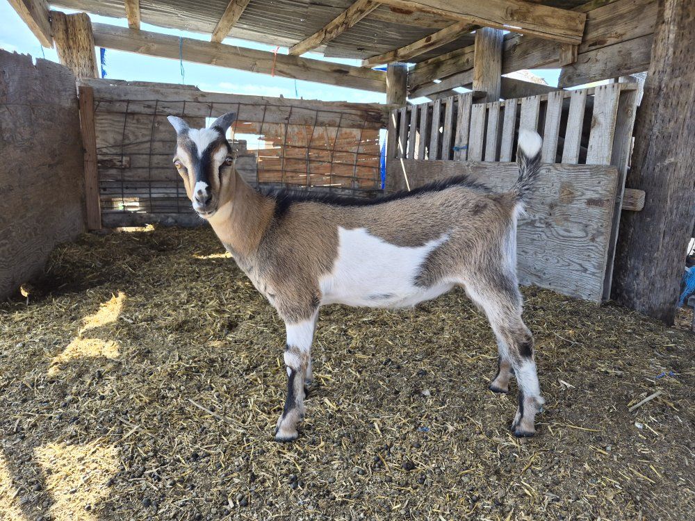 Miniature LaMancha Buckling