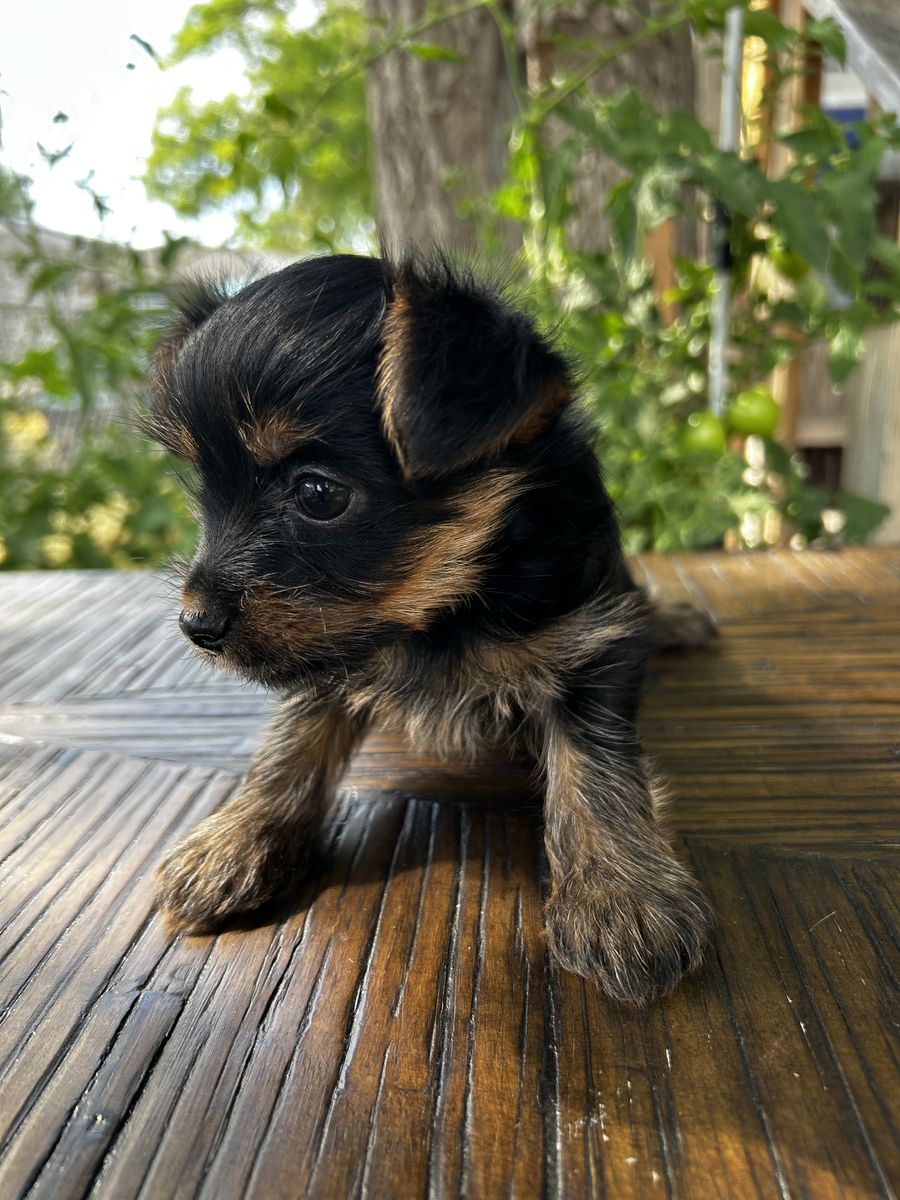 Beautiful Yorkie puppies