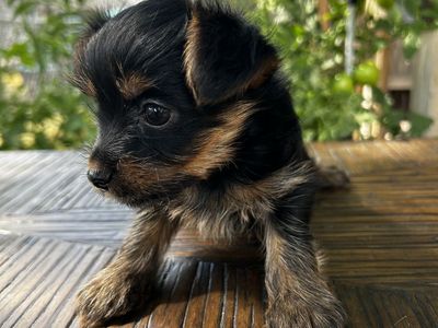 Beautiful Yorkie puppies
