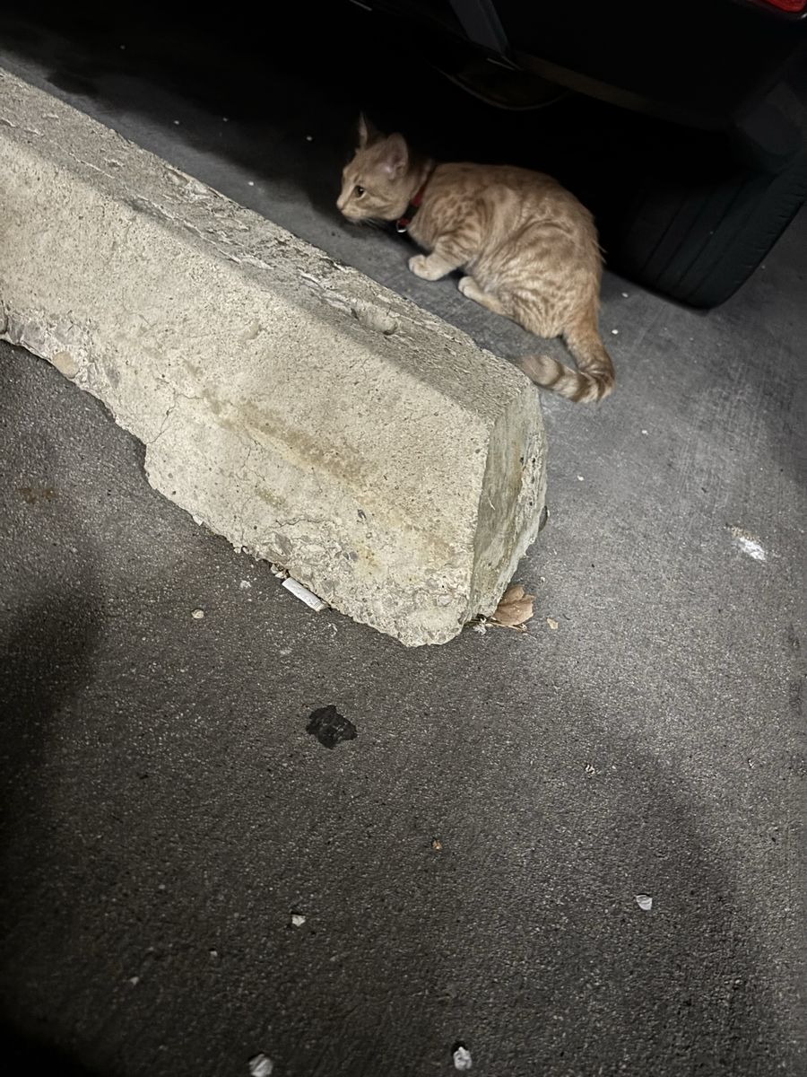 found Orange kitten Red Collar
