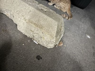 found Orange kitten Red Collar