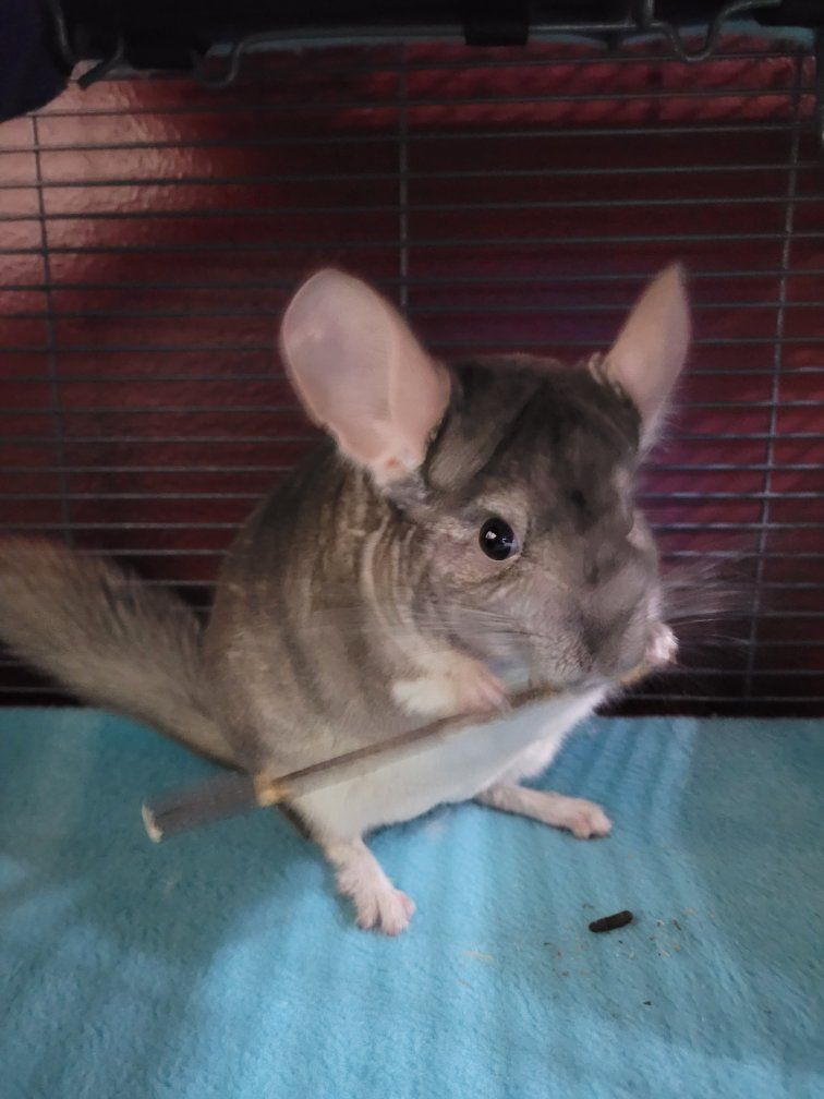 Chinchilla with cage and lots more...
