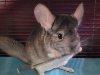 Chinchilla with cage and lots more...