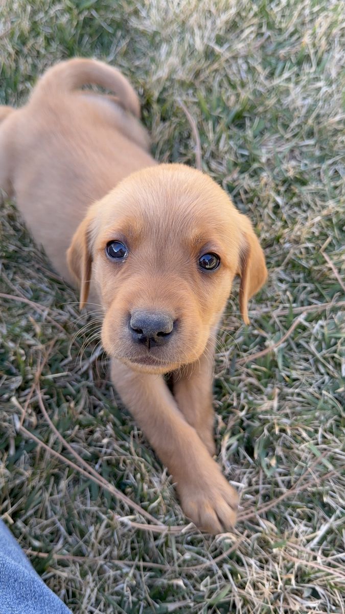 Male Goldador Puppy