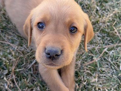 Male Goldador Puppy